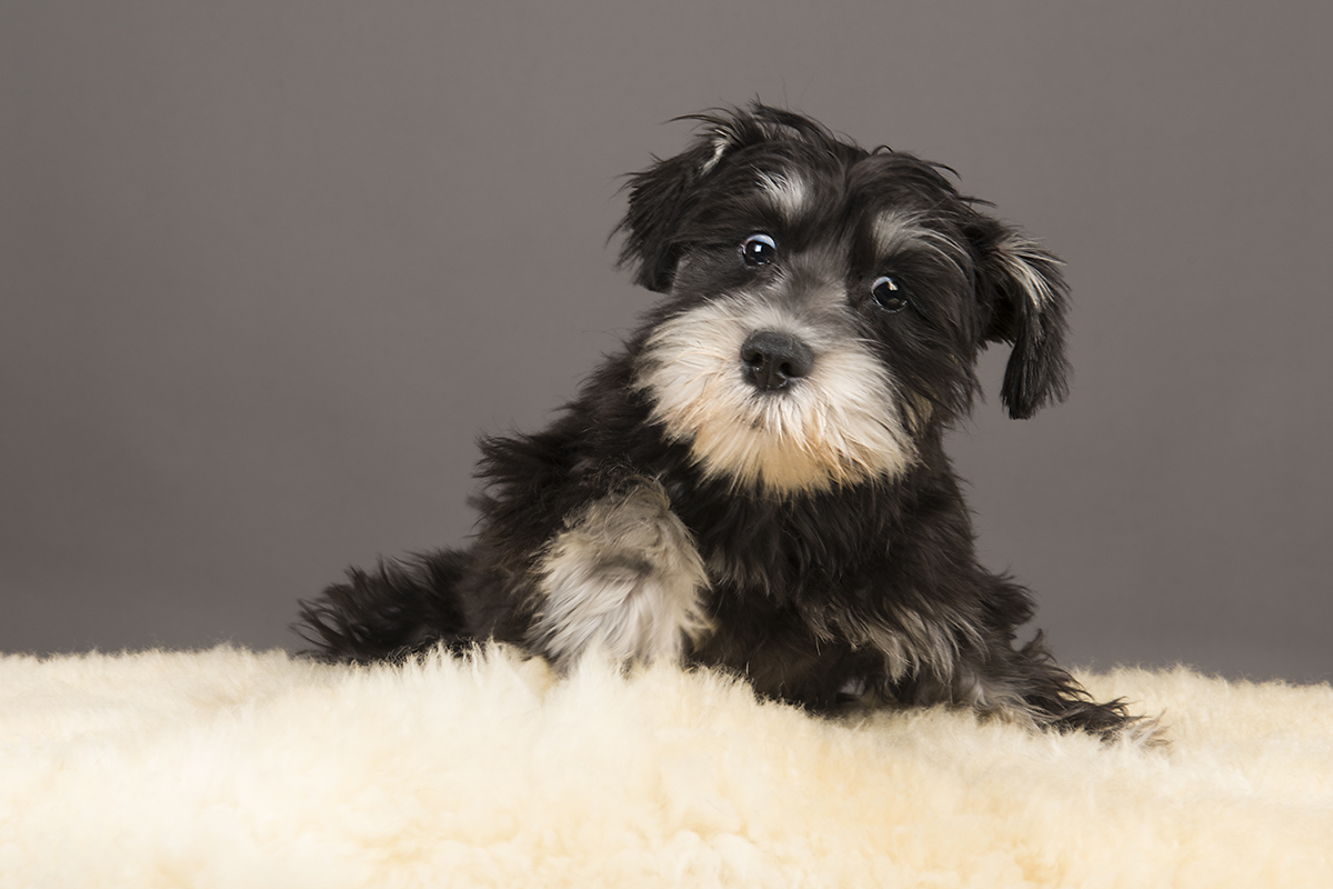 studio pet photography