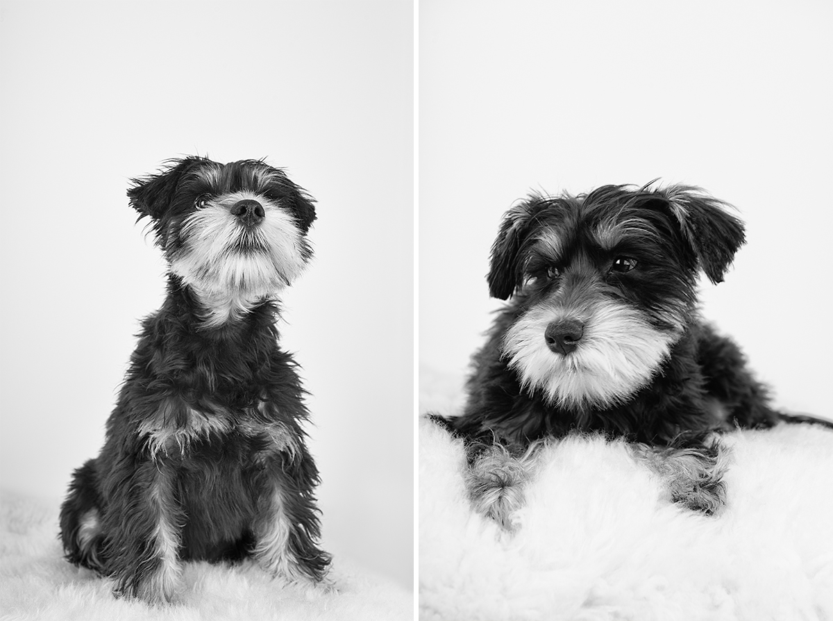 whangarei pet photographer