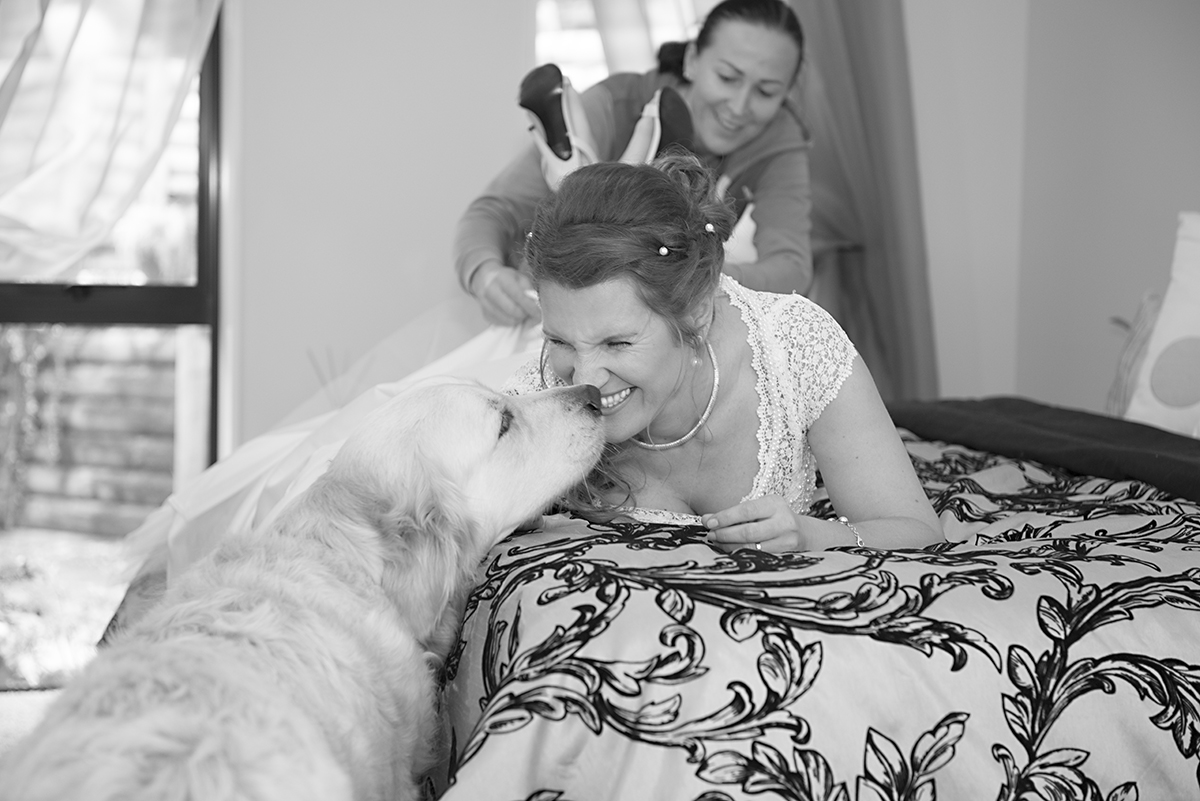 bride getting ready and her dog is helping. Whangarei NZ